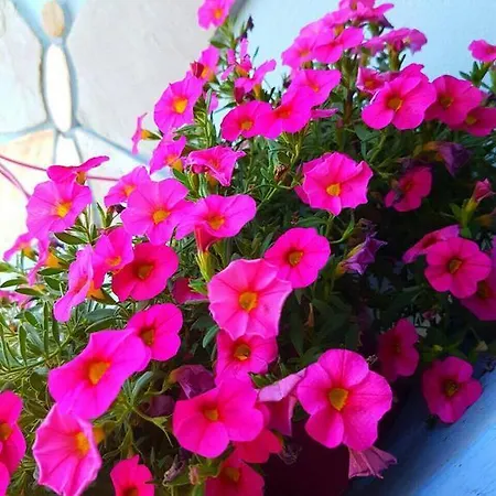 招待所 Anastasia 阿莫利亚尼岛