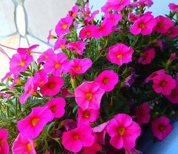 Gasthuis Anastasia Ammouliana